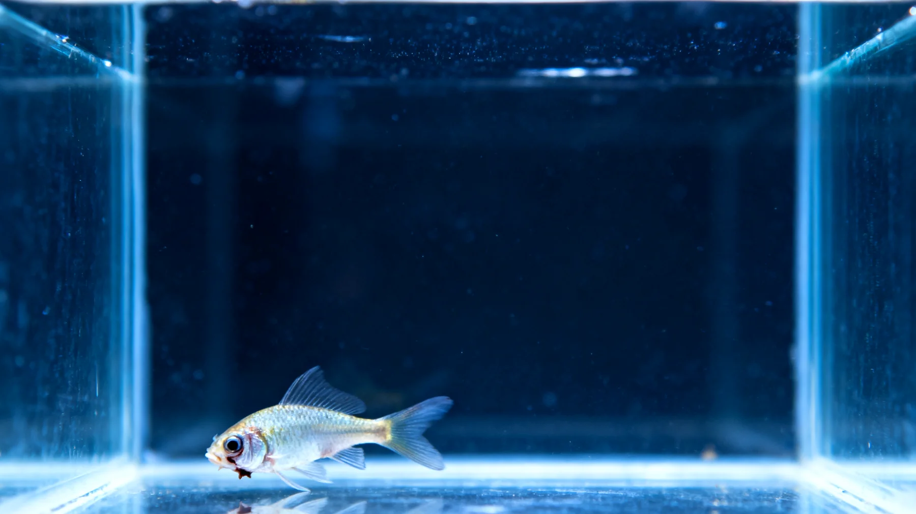 Junge Fische zeigen häufig Stress und unangemessenes Schwimmverhalten in neu eingerichteten Aquarien, da sie sich noch nicht an die Umgebung gewöhnt haben und möglicherweise durch instabile Wasserwerte, fehlende Versteckmöglichkeiten oder aggressive Mitbewohner überfordert sind"